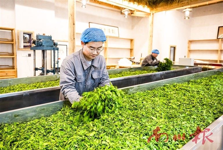 南川:一片叶子激活一方山水 奋力写好“三茶”统筹大文章
