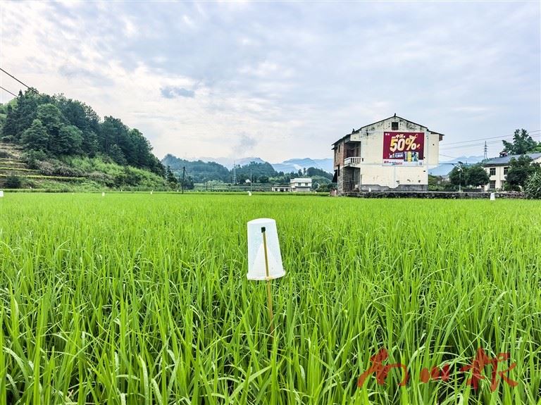 南川区推广绿色防控技术 两千套诱捕器构筑水稻“保护网”