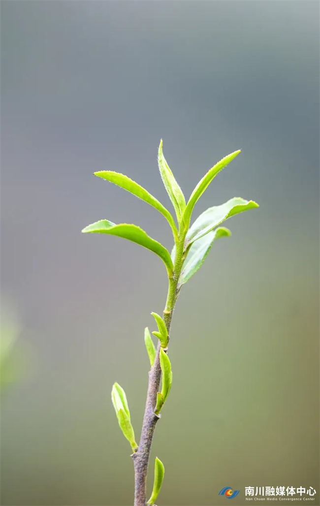 这一天,我路过南川,茶香飘扬!