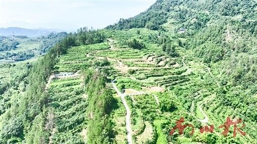 南川石墙镇:基地育良药 产业富乡邻