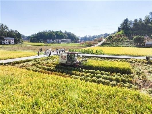 南川水稻示范片亩产763.8公斤 实现“量质双升”