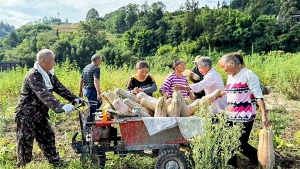 南川:废渣场变身“金瓜田”喜迎甜蜜丰收