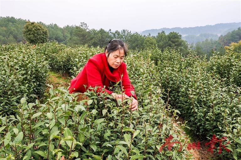 采得春鲜茶 摘出致富路