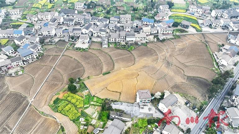文华社区辣椒苗移栽忙