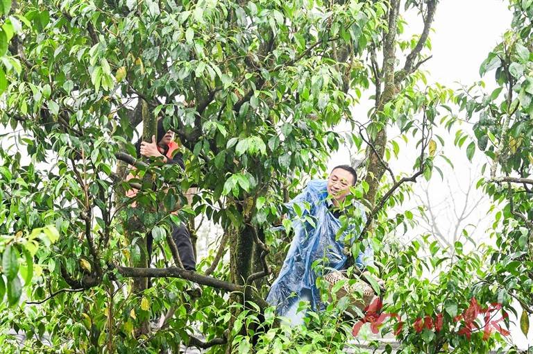 第四届千年金山红古树茶采摘节启幕